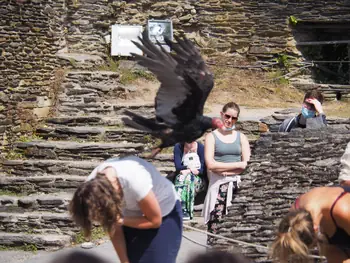 Roofvogelshow in Château de La Roche-en-Ardenne (België)